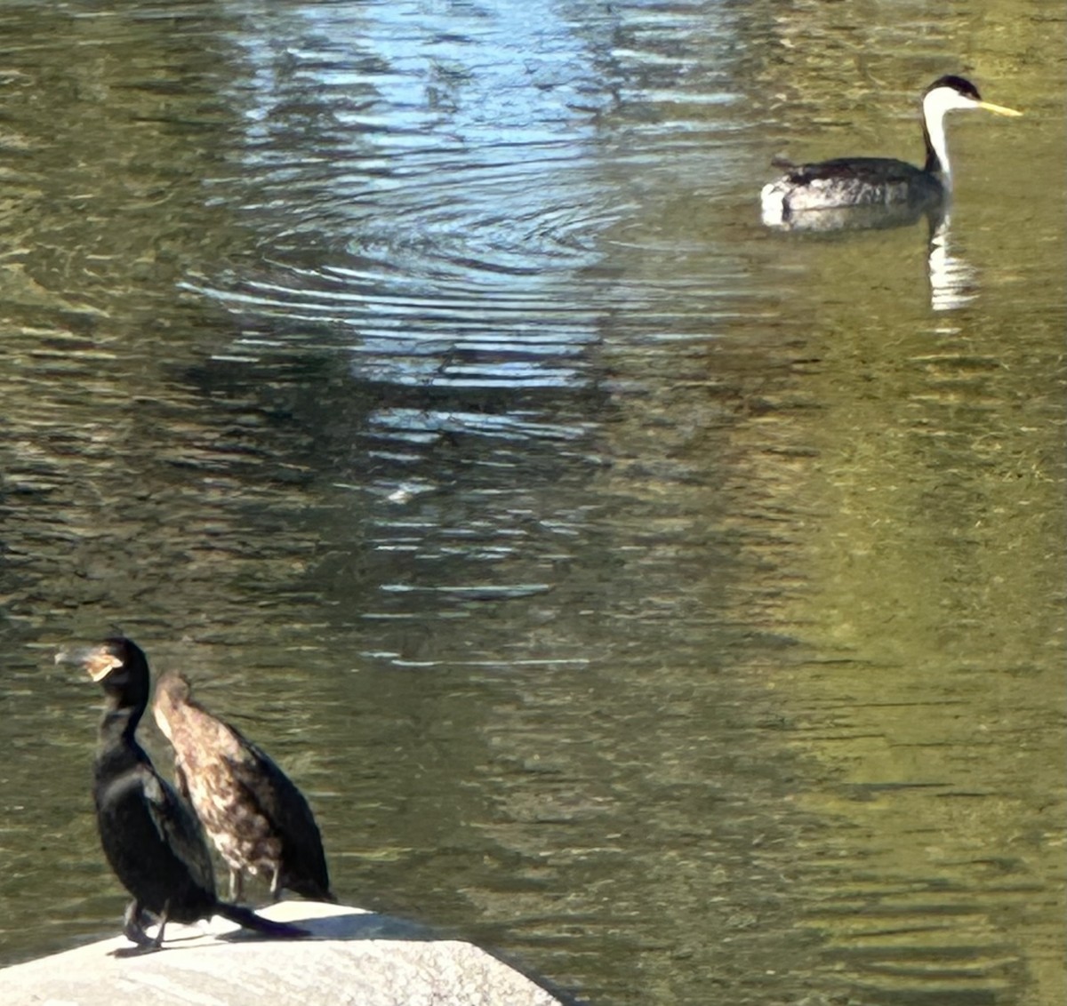 Western Grebe - ML649358285
