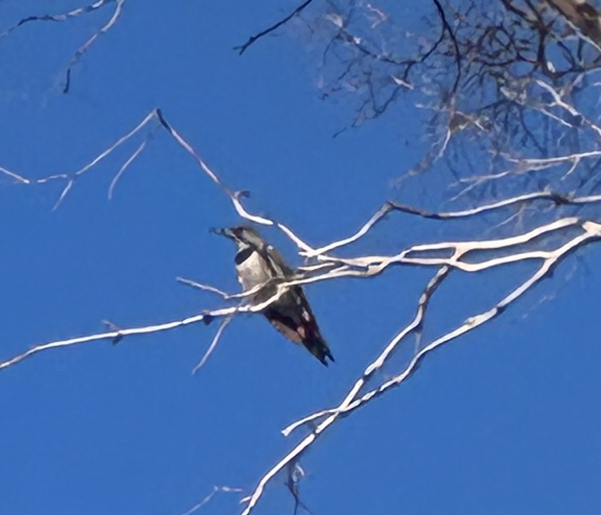 Northern Flicker (Red-shafted) - ML649358355