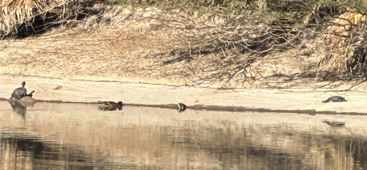 Reptiles - ML649358397