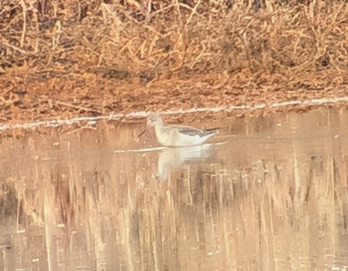 Grand Chevalier - ML649358632