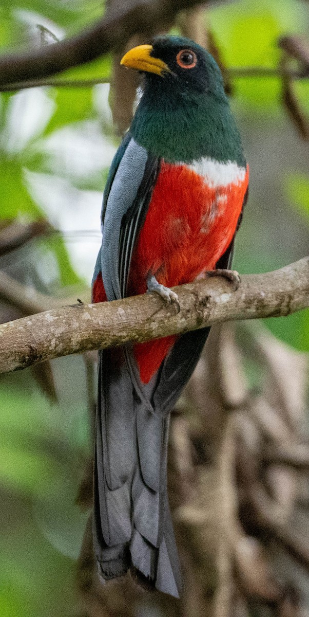 Чернохвостый трогон (macroura) - ML649358643