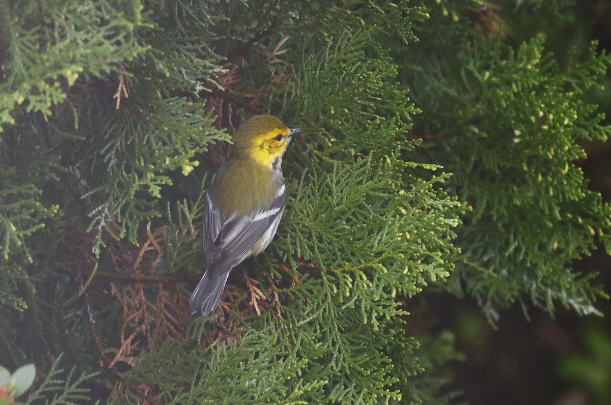 Grünmantel-Waldsänger - ML649358740