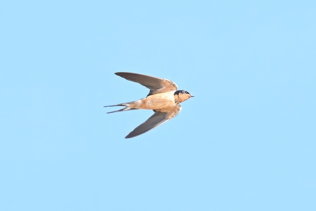 låvesvale - ML649358782