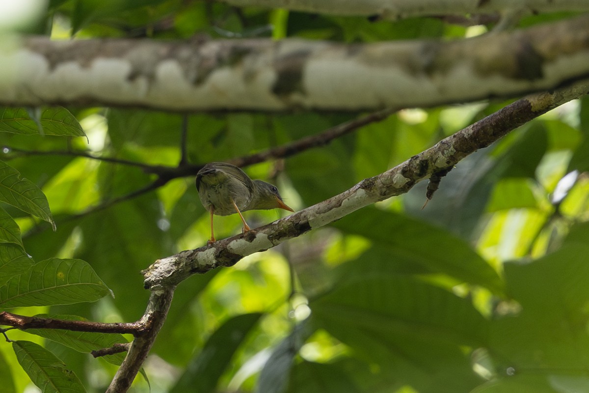 Biak Leaf Warbler - ML649358878