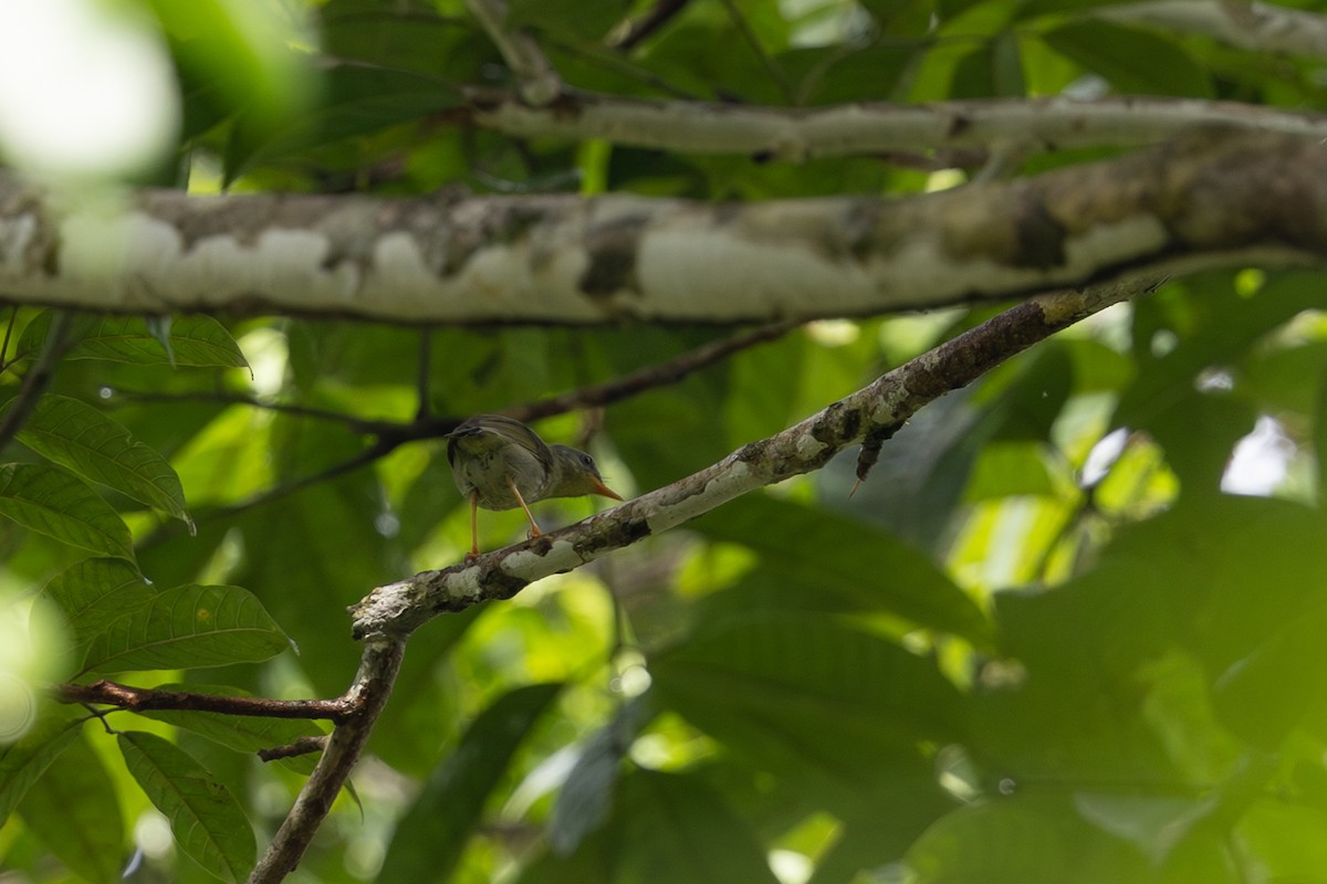 Biak Leaf Warbler - ML649358879