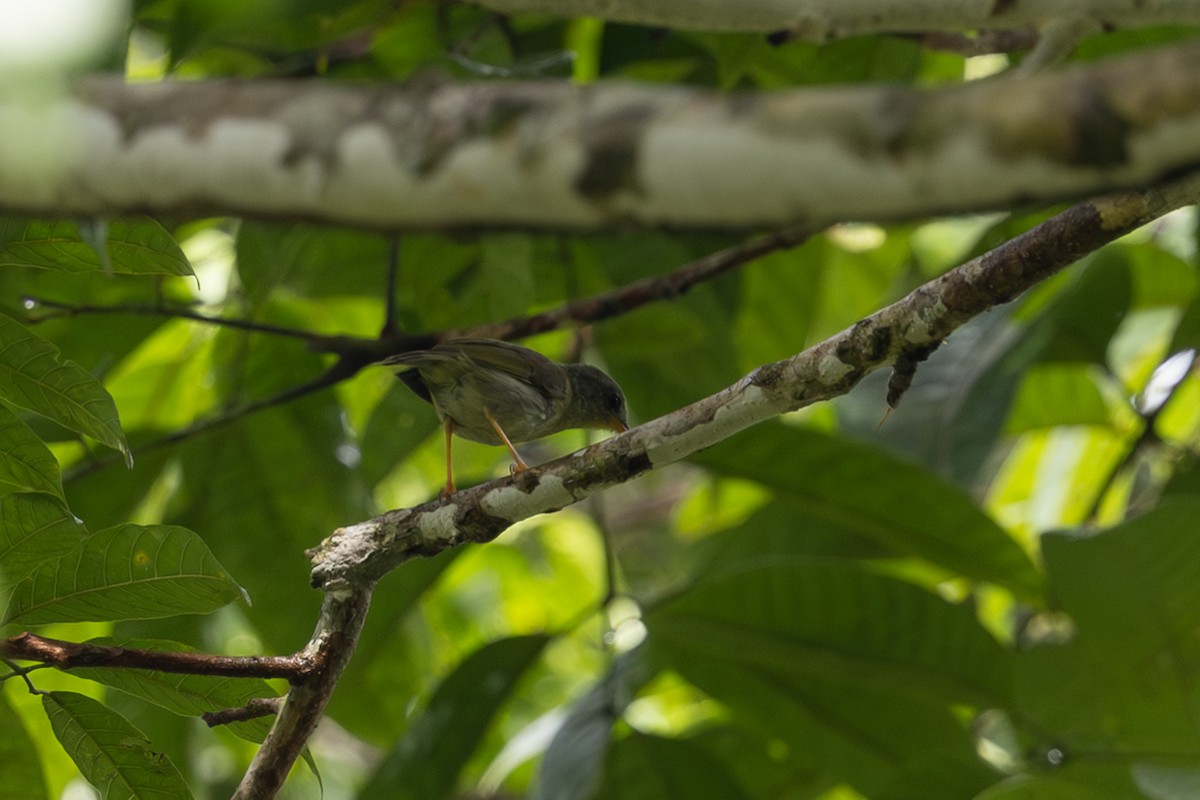 Biak Leaf Warbler - ML649358886