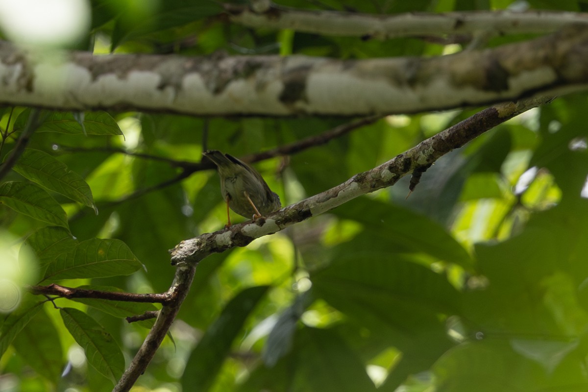Biak Leaf Warbler - ML649358890