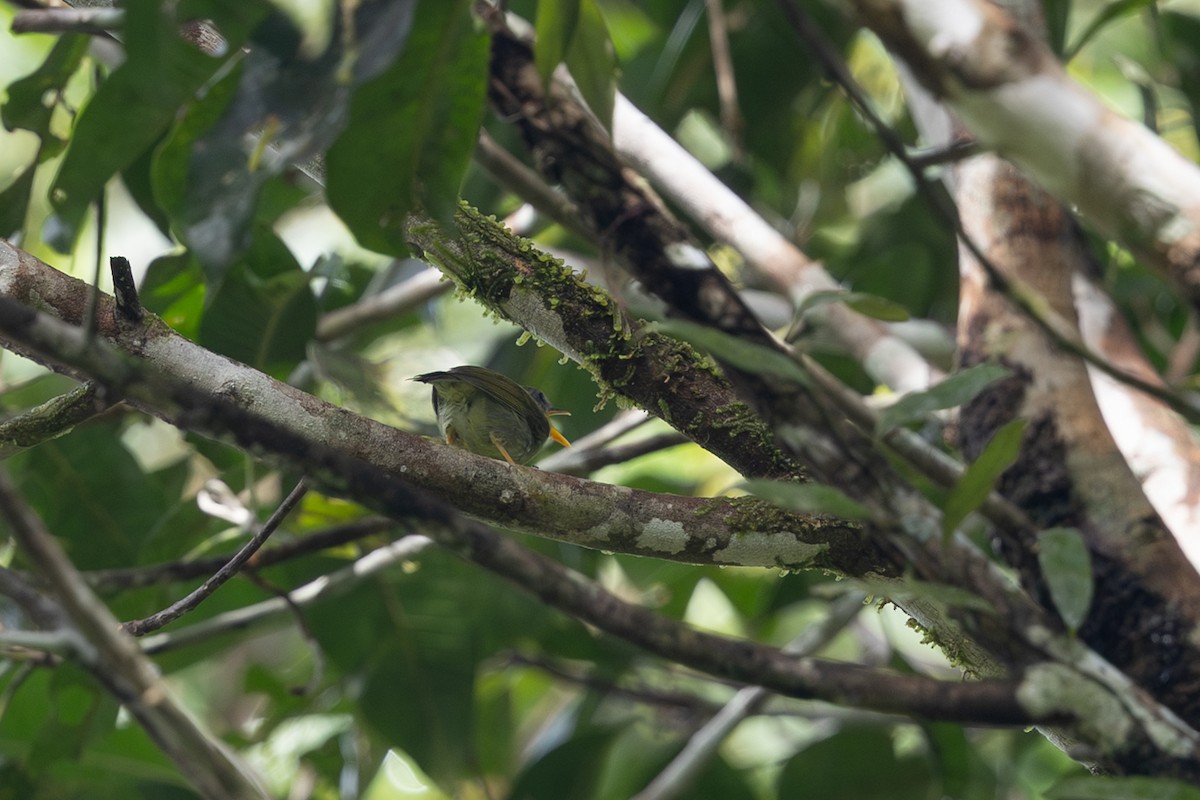 Biak Leaf Warbler - ML649358904