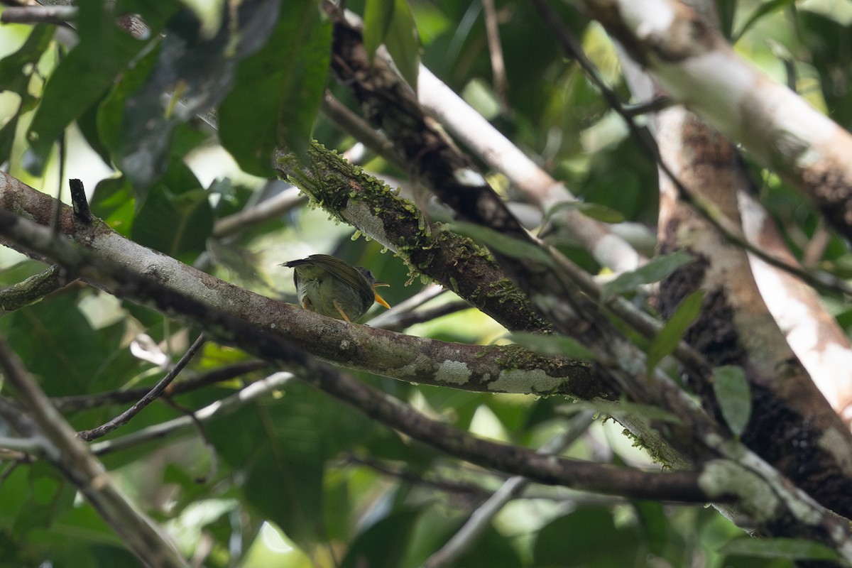 Biak Leaf Warbler - ML649358905