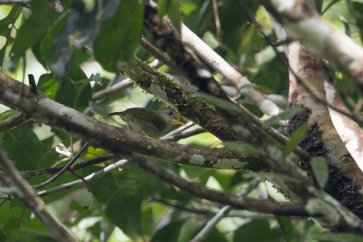 Biak Leaf Warbler - ML649358906