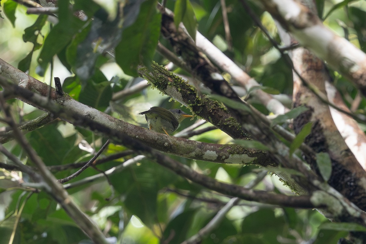 Biak Leaf Warbler - ML649358907