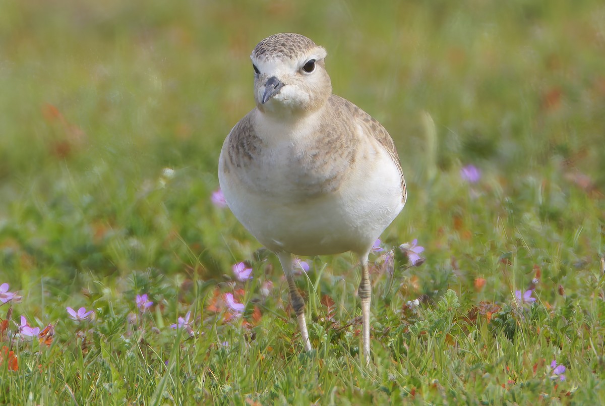 Mountain Plover - ML649358936
