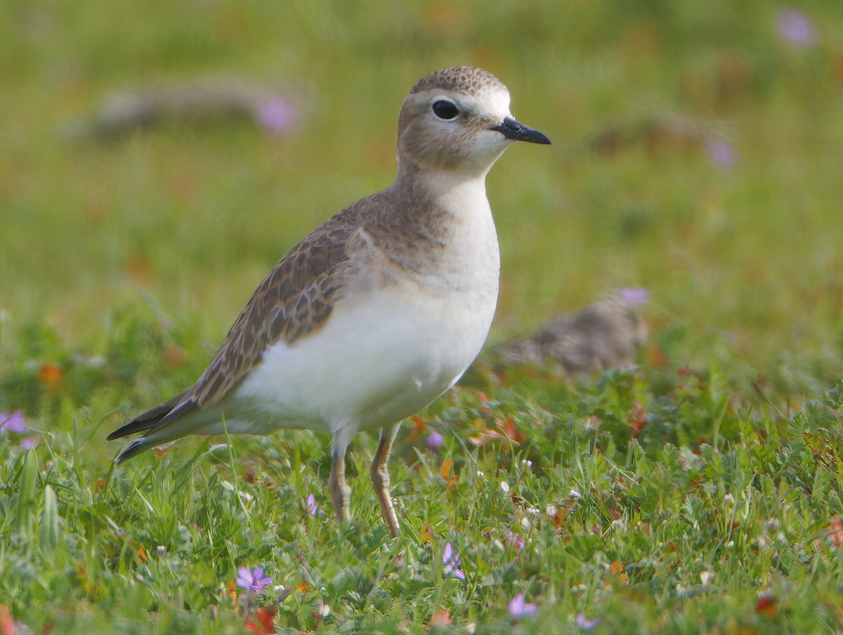 Mountain Plover - ML649358937