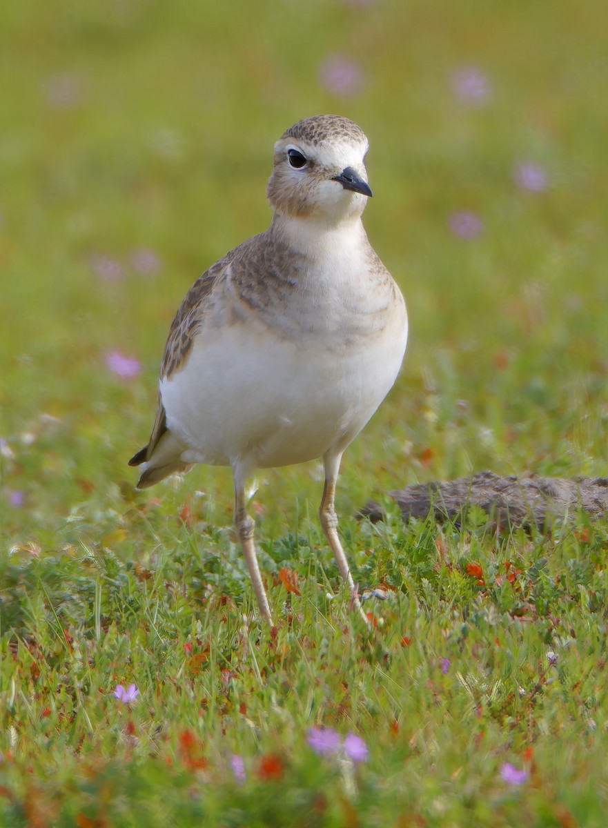 Mountain Plover - ML649358938