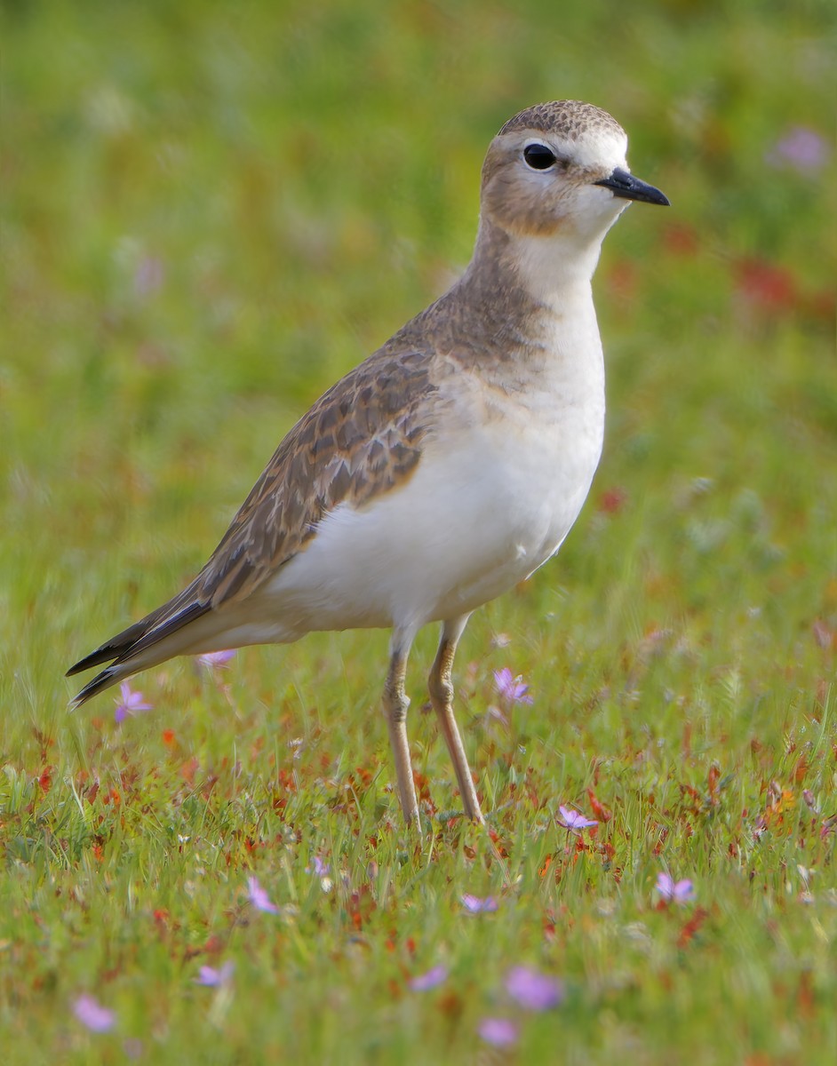 Mountain Plover - ML649358939