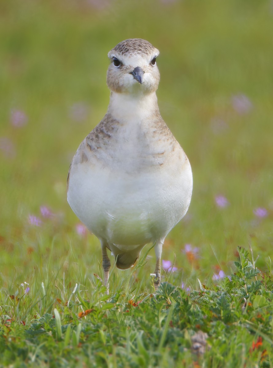 Mountain Plover - ML649358940