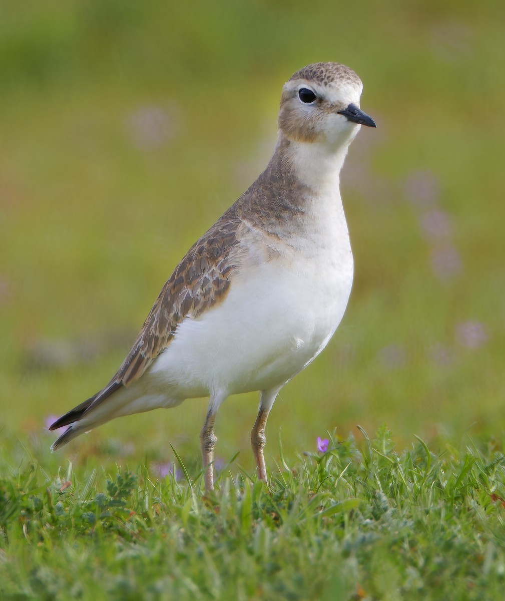 Mountain Plover - ML649358941