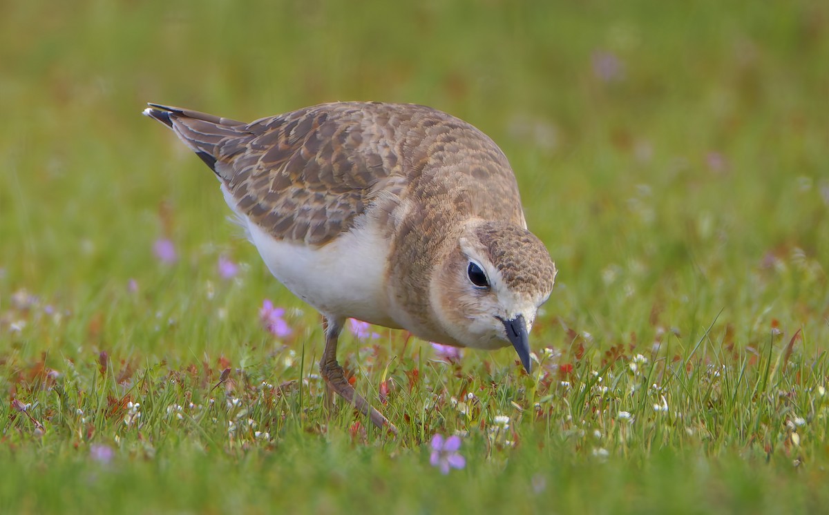 Mountain Plover - ML649358942