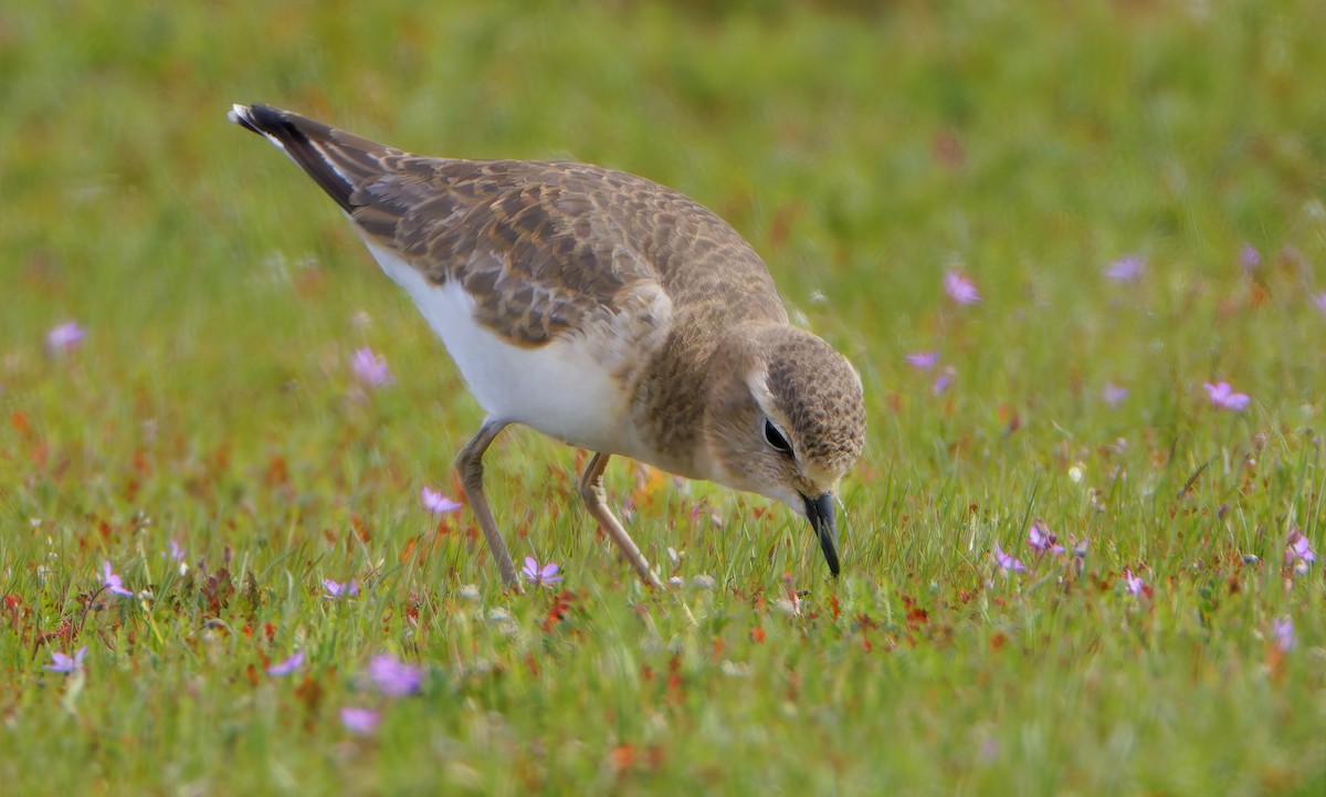 Mountain Plover - ML649358943