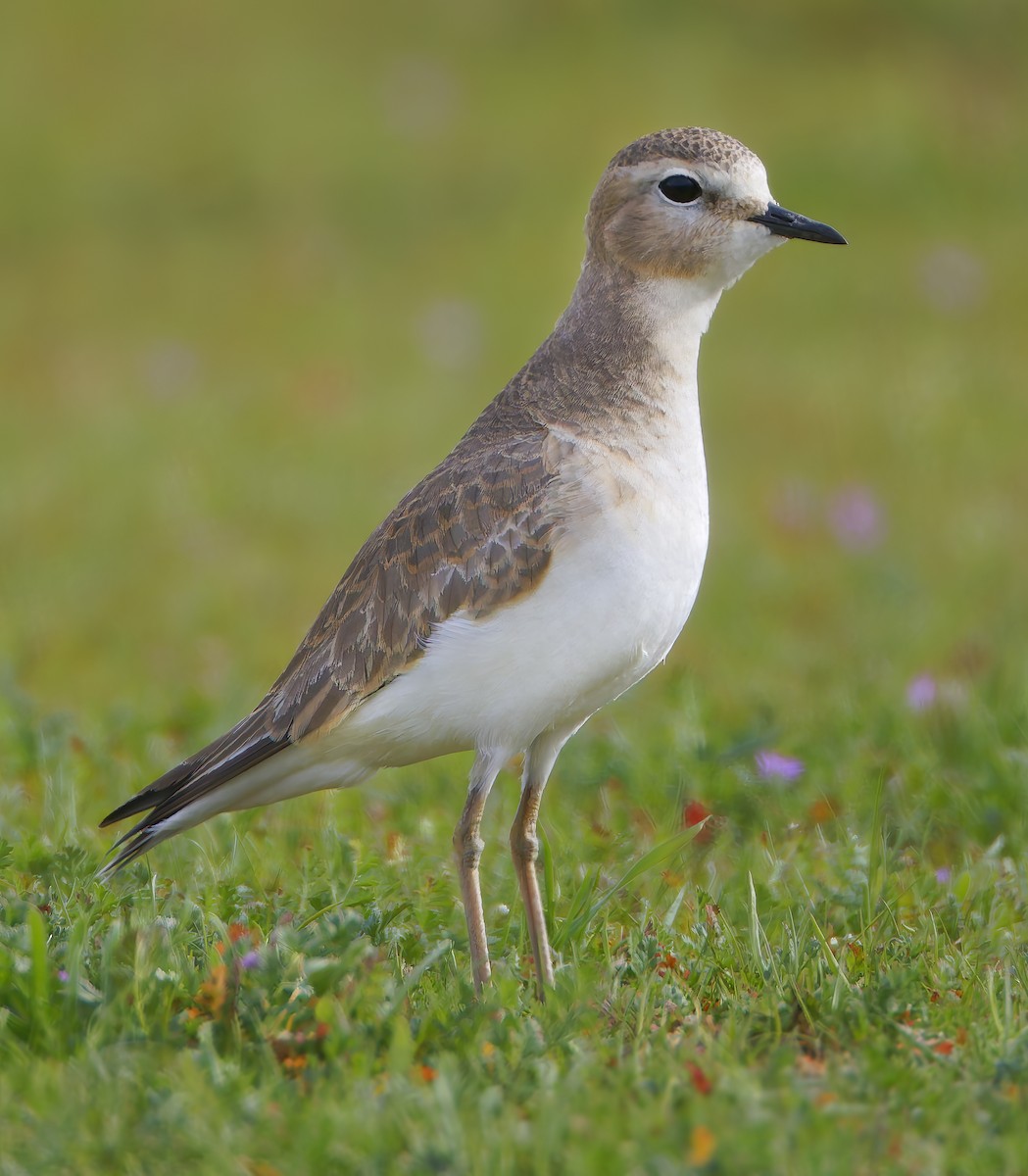 Mountain Plover - ML649358944