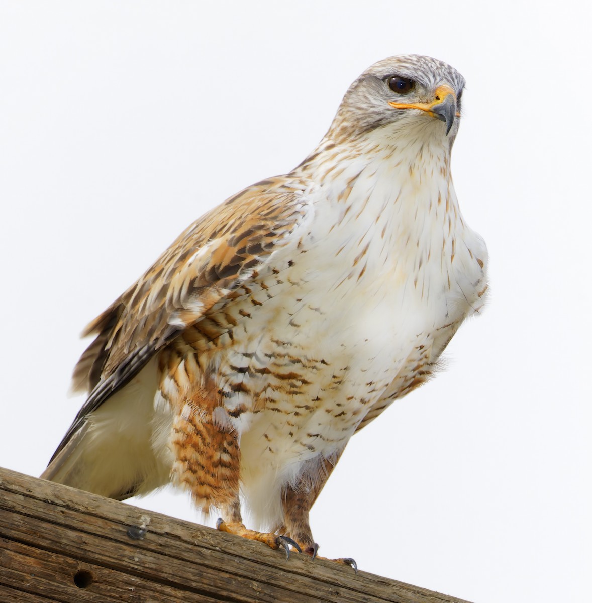 Ferruginous Hawk - ML649358975