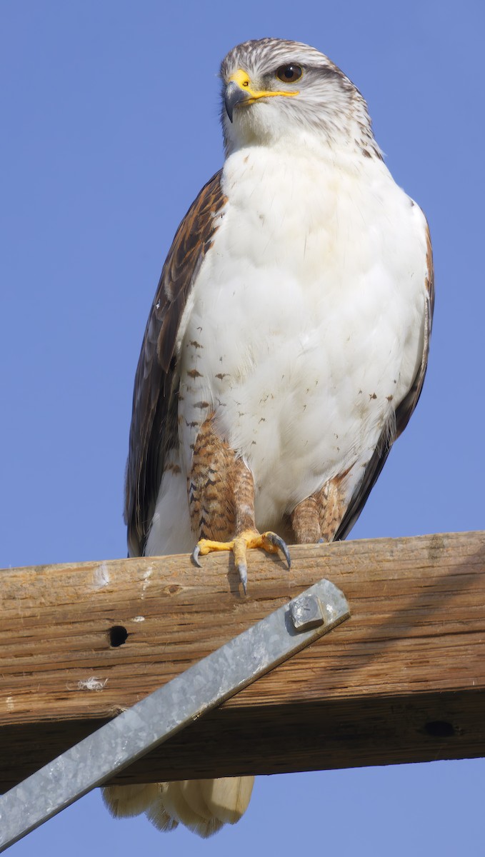 Ferruginous Hawk - ML649358976