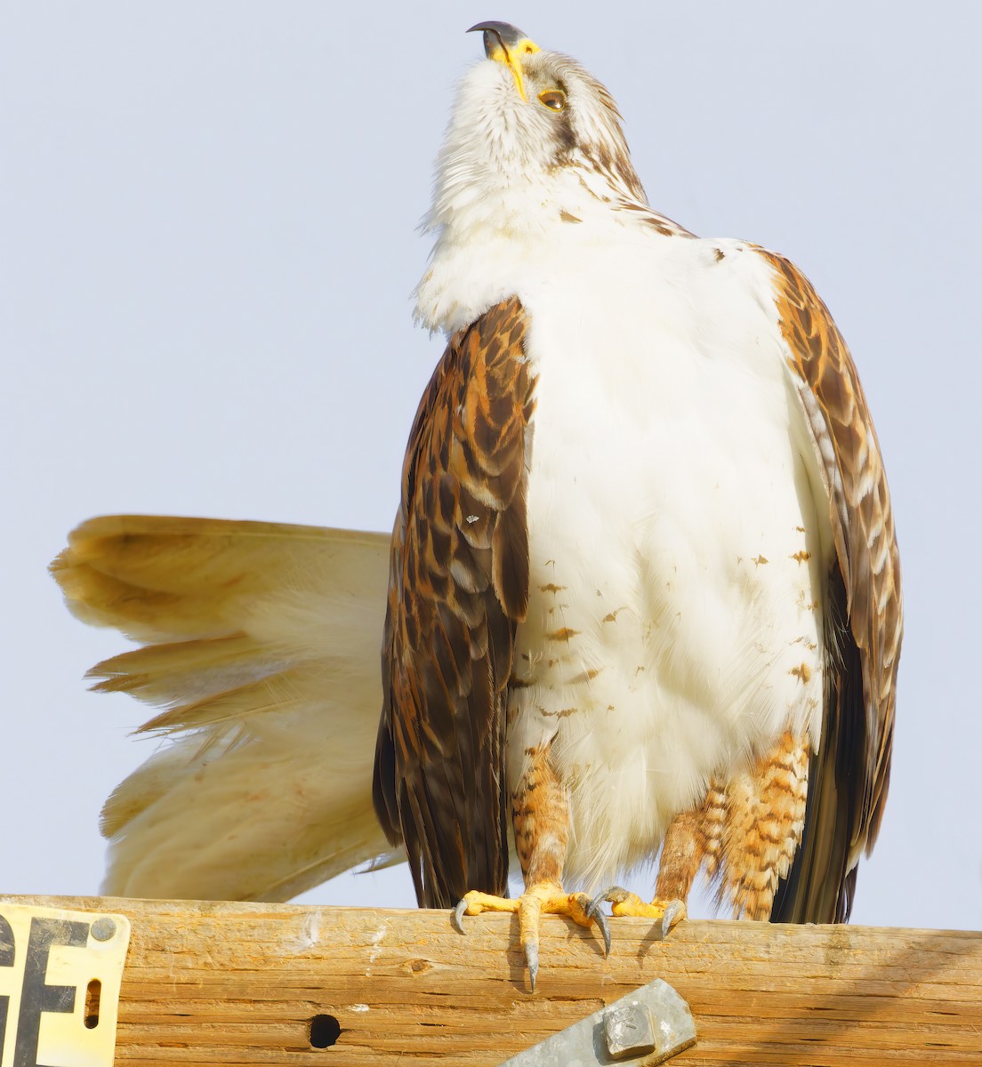 Ferruginous Hawk - ML649358977
