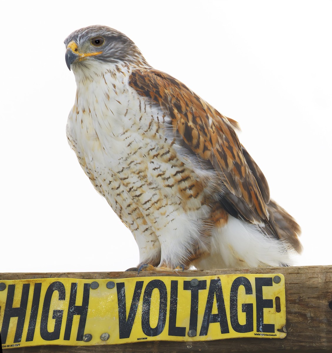 Ferruginous Hawk - ML649358978