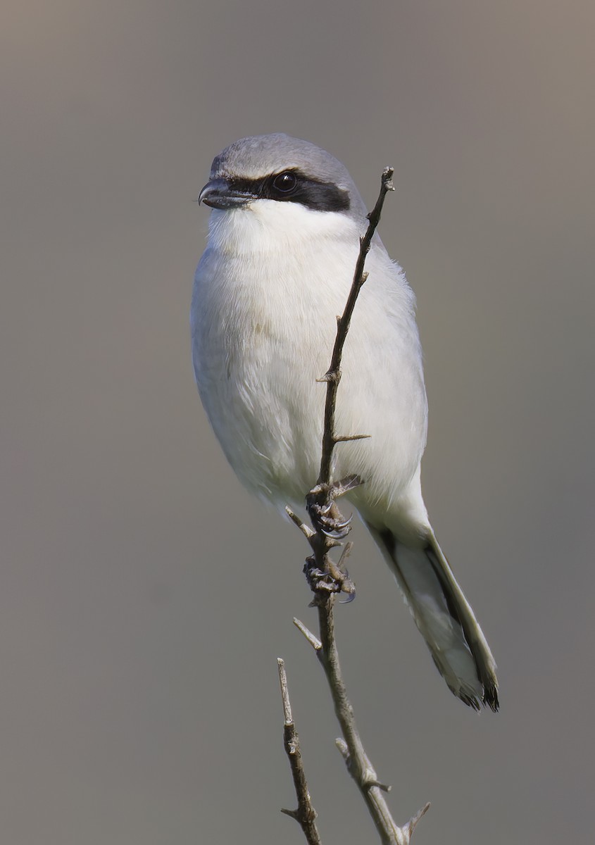 Loggerhead Shrike - ML649358983