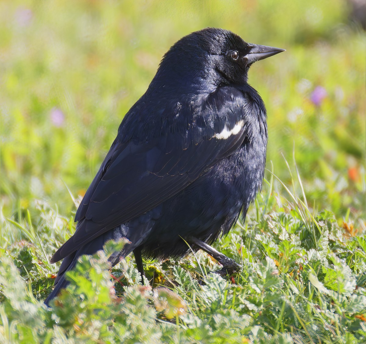 Tricolored Blackbird - ML649359002