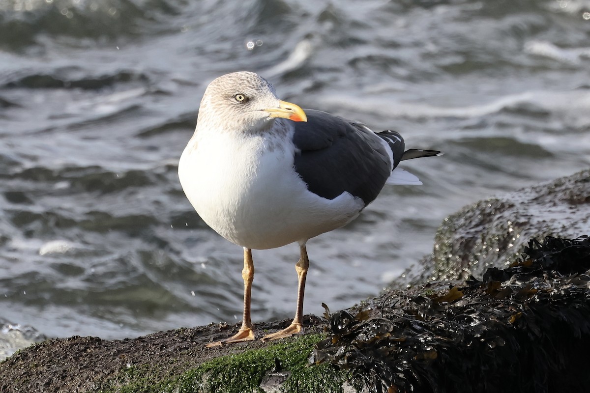 eBird Checklist - 21 Jan 2026 - Ceasar's Bay Bazaar - 2 species