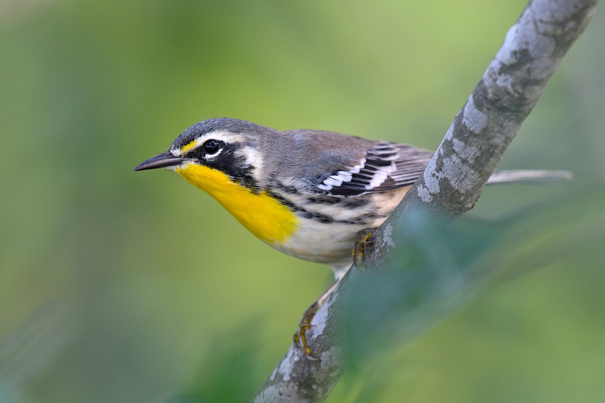 Yellow-throated Warbler (dominica/stoddardi) - ML64935911