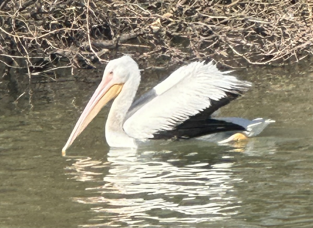 American White Pelican - ML649359413