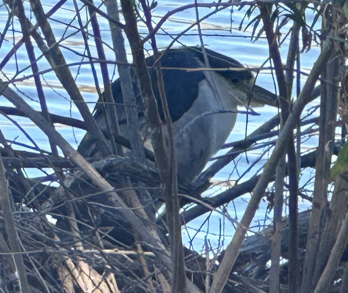 Black-crowned Night Heron - ML649359435