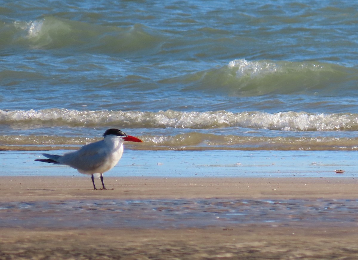 שחפית כספית - ML649359481