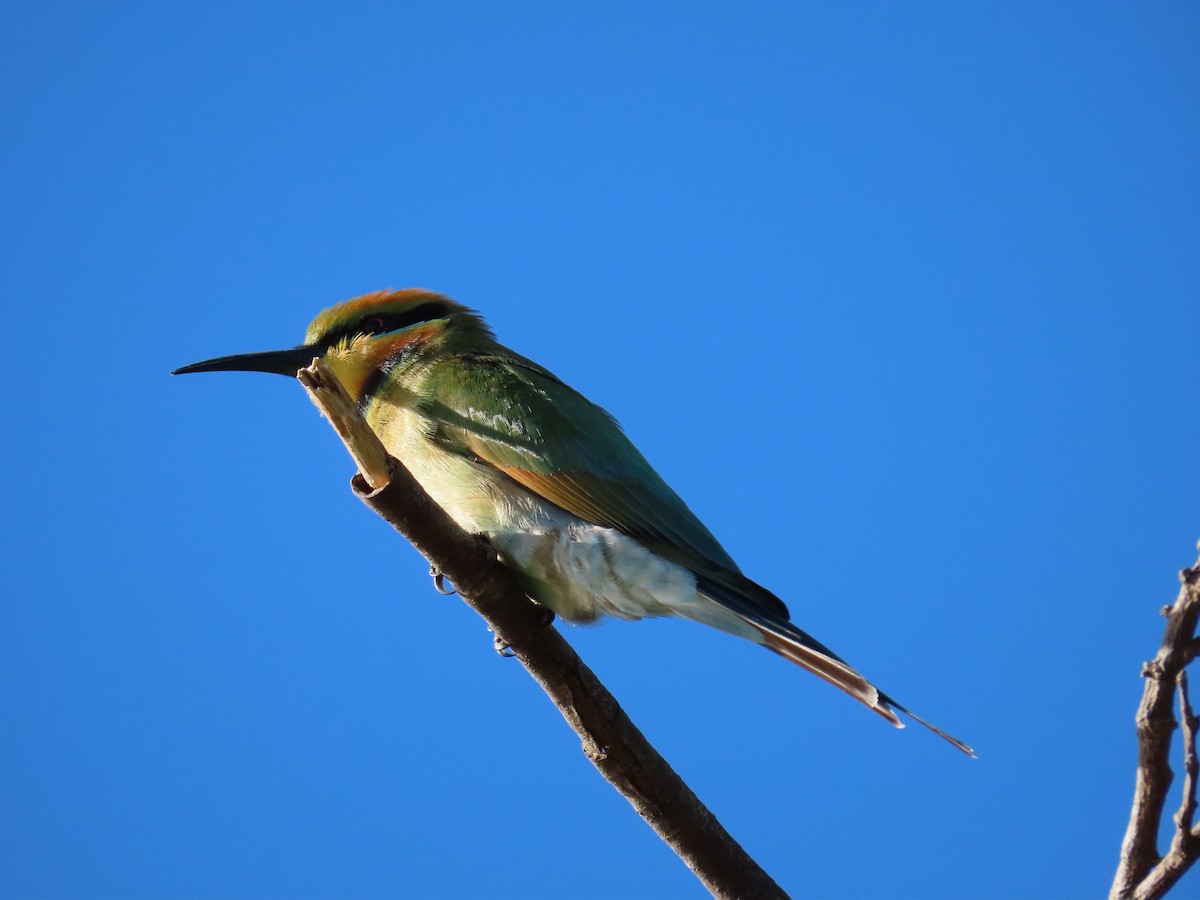 Rainbow Bee-eater - ML649359487
