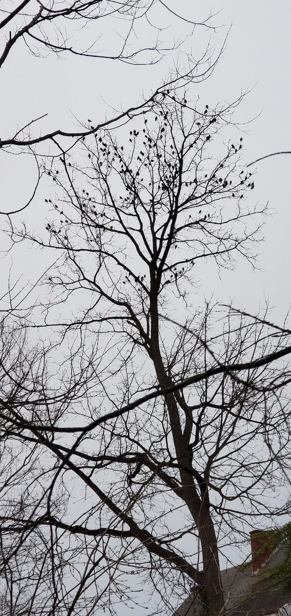 Storno - ML649359488