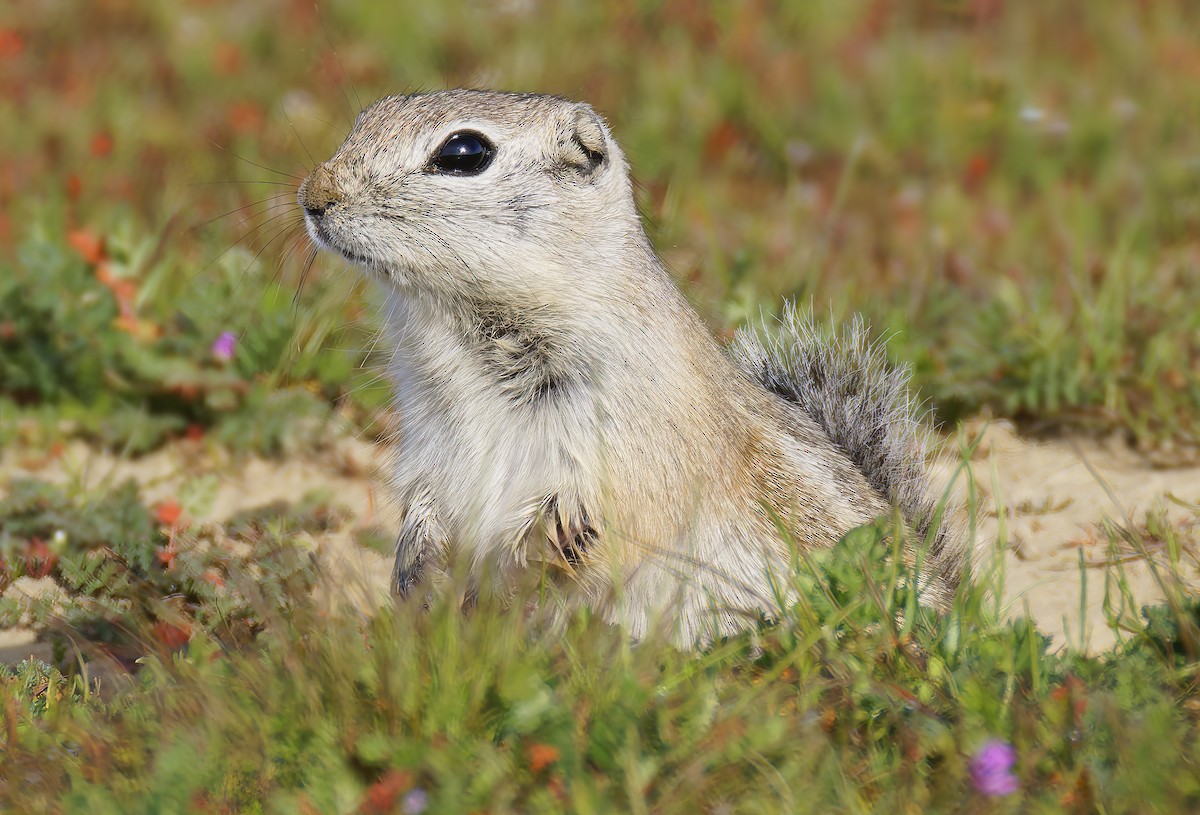 Animals - ML649359494