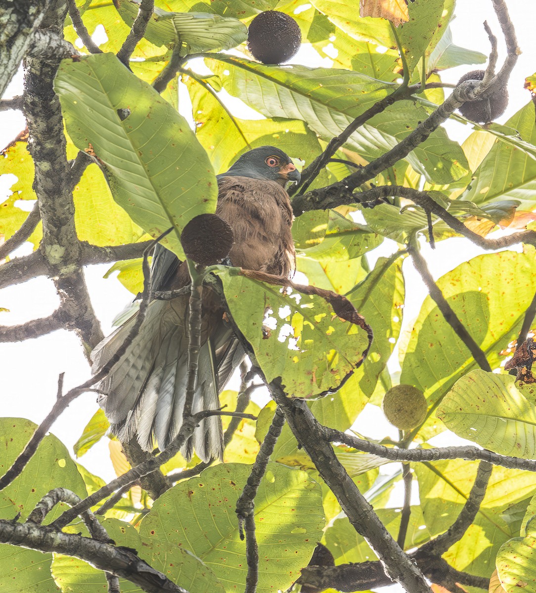 Inselhabicht - ML649359570