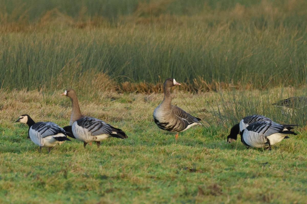 Greater White-fronted Goose - ML649359622