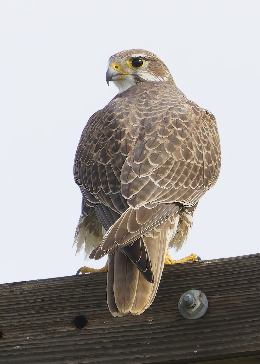 Prairie Falcon - ML649359628