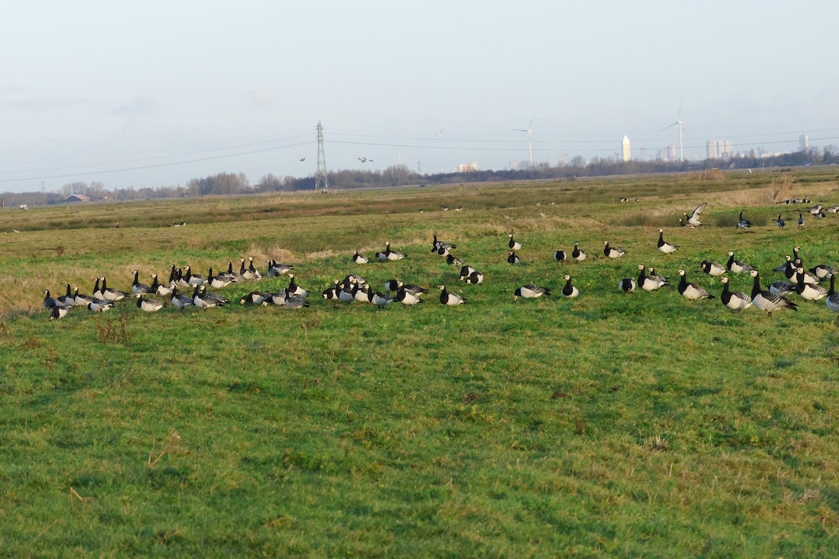 Barnacle Goose - ML649359635