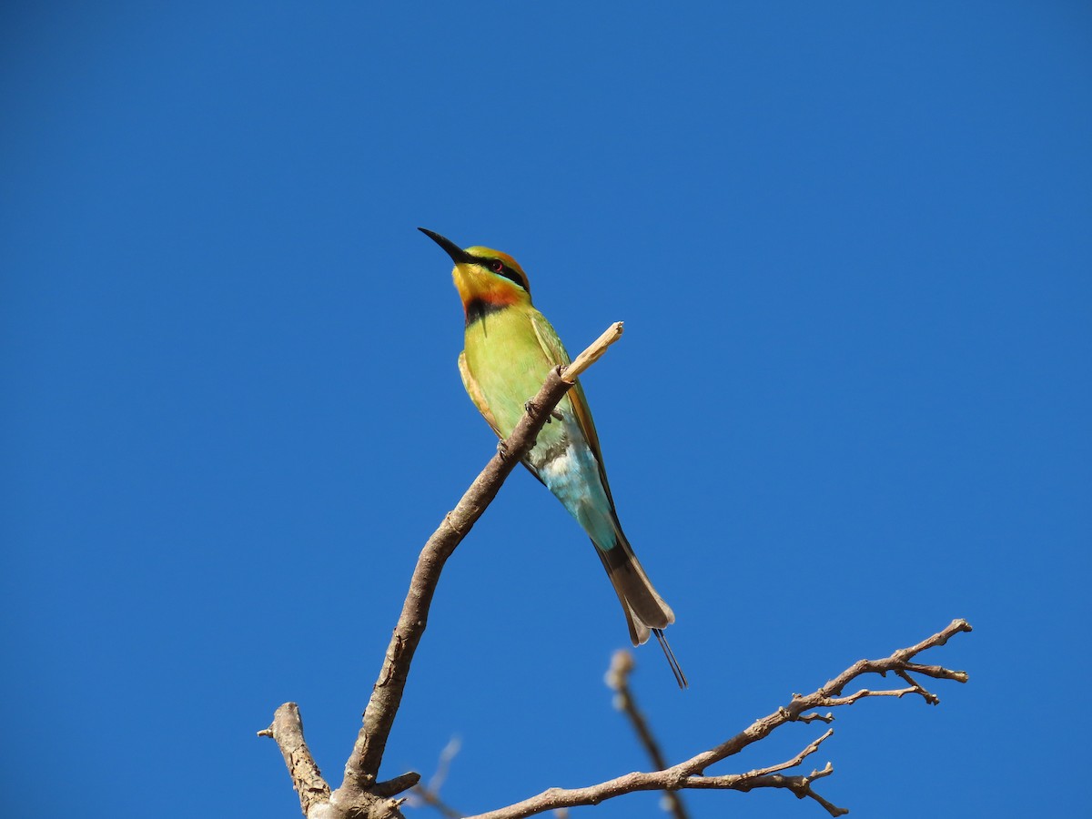 Rainbow Bee-eater - ML649359636