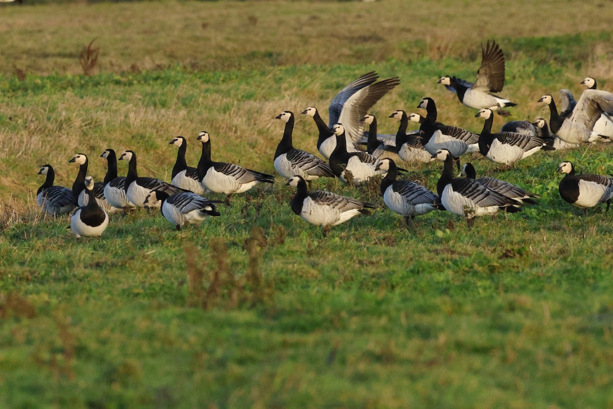 Barnacle Goose - ML649359655