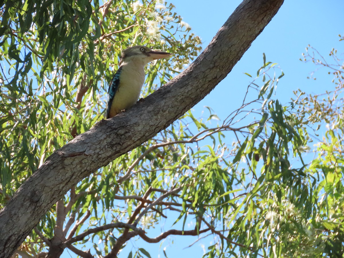 Blue-winged Kookaburra - ML649359679