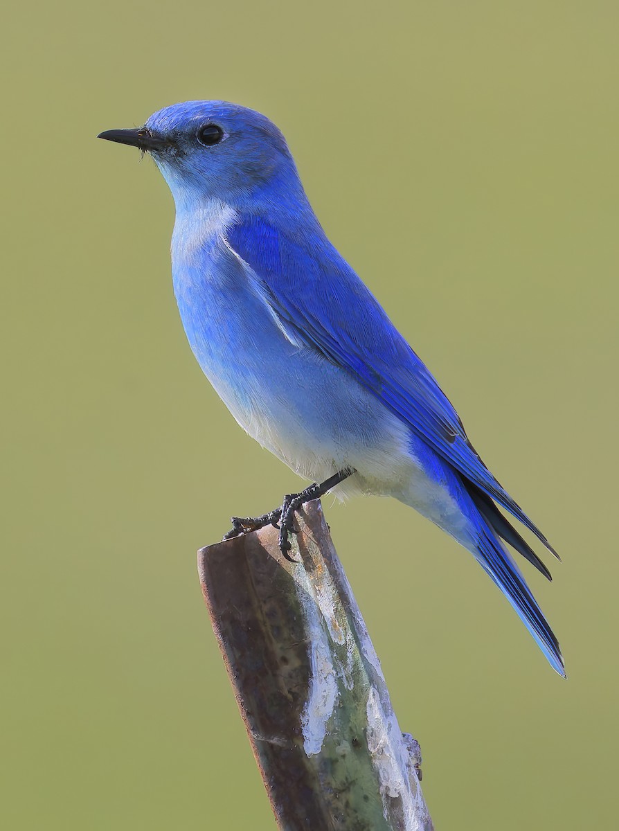Mountain Bluebird - ML649359681