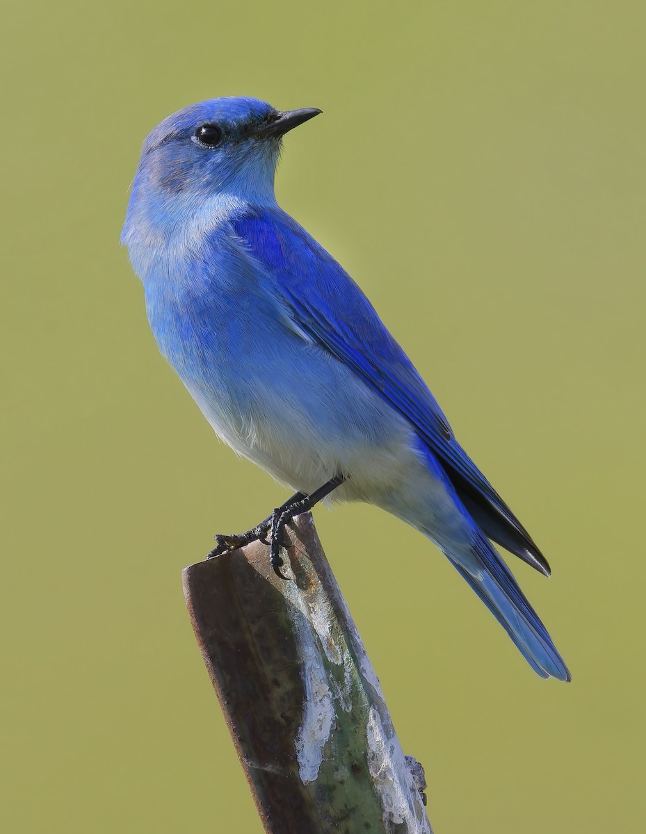 Mountain Bluebird - ML649359683