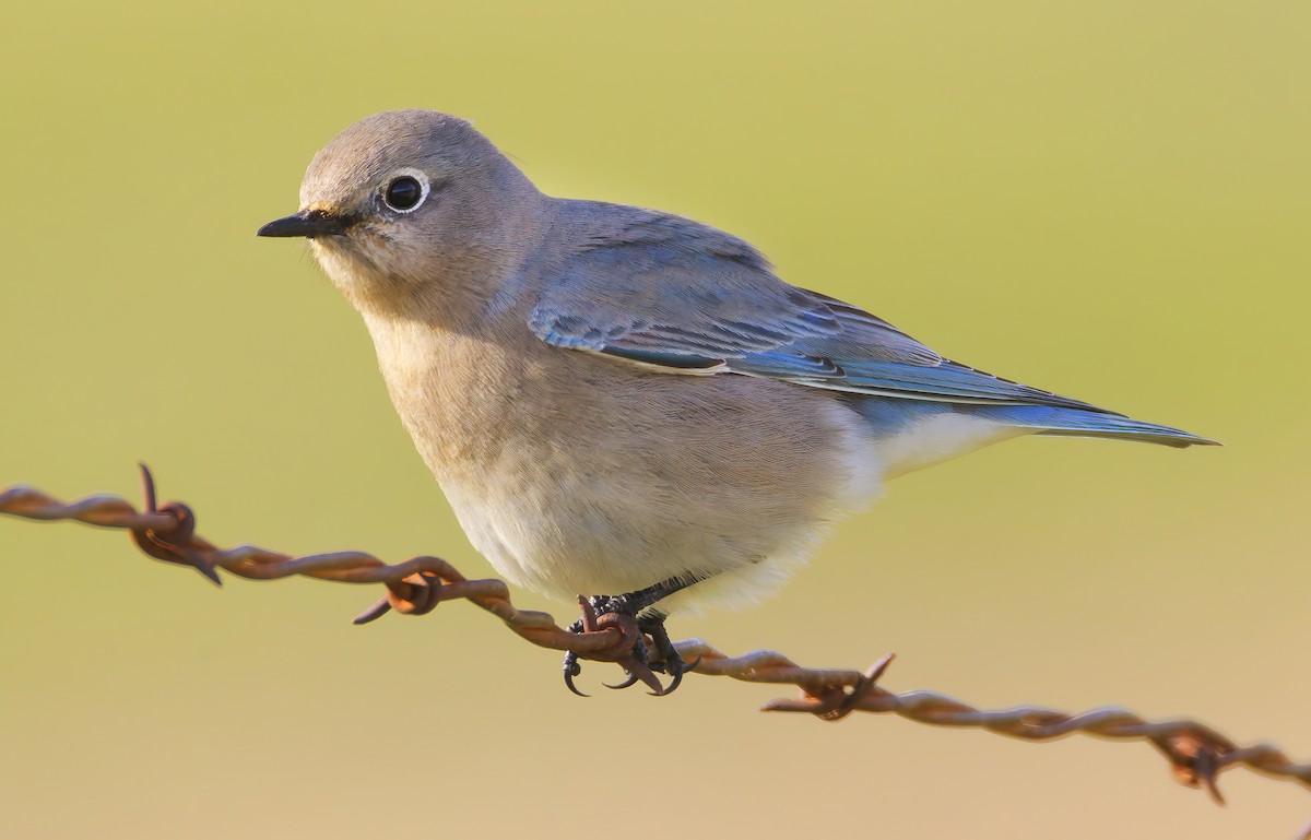 Mountain Bluebird - ML649359684