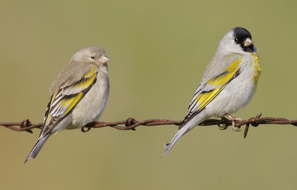 Lawrence's Goldfinch - ML649359697