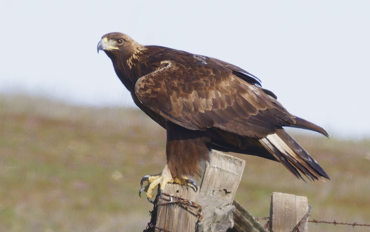 Golden Eagle - ML649359704